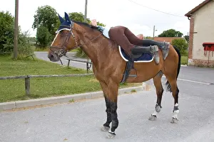 Descending: Downhill Horse France