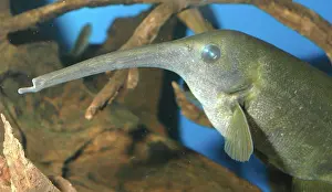 Rhynchophorus: Downpoker electric fish