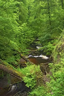 Downstream: Downstream of Henrhyd Falls
