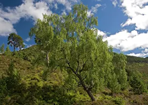 Birches: Downy birch