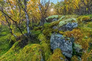 Downy: Downy birch forest - sun in brightly autumn coloured mountai