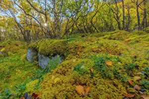 Downy: Downy birch forest - sun in brightly autumn coloured mountai