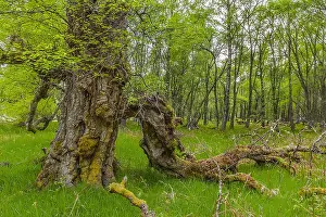 Morlich: Downy Birch - huge ancient and gnarled mature birch