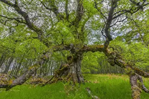 Morlich: Downy Birch - huge ancient and gnarled mature birch