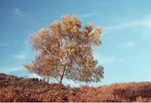 Downy: Downy Birch Tree - with Bracken
