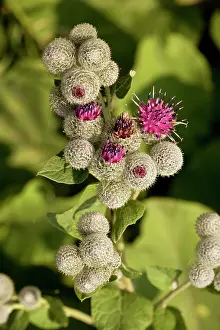 Arctium: Downy burdock