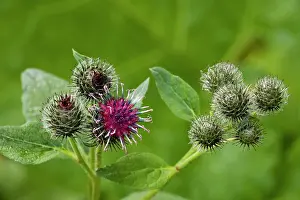 Arctium: A downy burdock