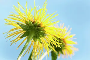 Helenium: Downy Elecampane, Inula helenium, close view from
