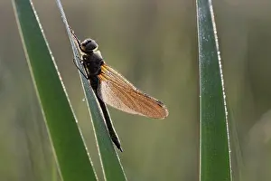 Cordulia: Downy Emerald