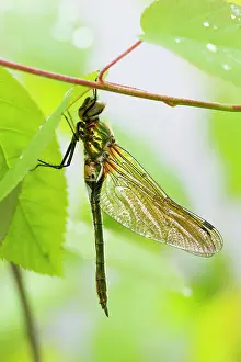 Anisoptera: Downy Emerald