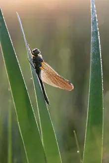 Cordulia: Downy Emerald