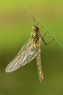 Cordulia: Downy Emerald