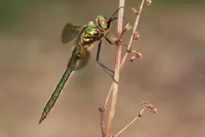 Emerald: Downy Emerald