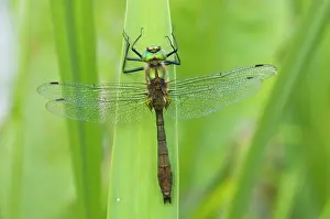 Emeralds: Downy Emerald - Male