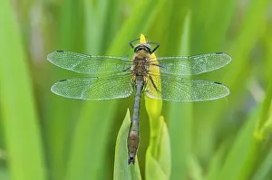 Emeralds: Downy Emerald - Male on yellow flag