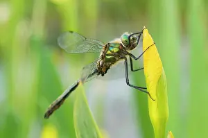 Emeralds: Downy Emerald - Male on yellow flag