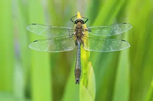 Emeralds: Downy Emerald - Male on yellow flag