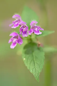 Lamiaceae: Downy Hemp Nettle