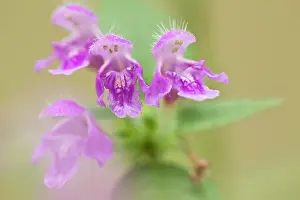 Lamiaceae: Downy Hemp Nettle