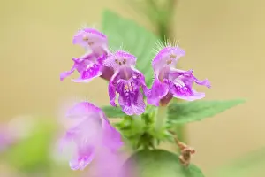 Lamiaceae: Downy Hemp Nettle