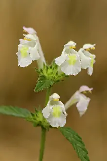 Rarity: Downy Hemp-nettle - in flower