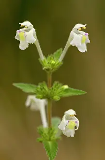 Rarity: Downy Hemp-nettle - in flower