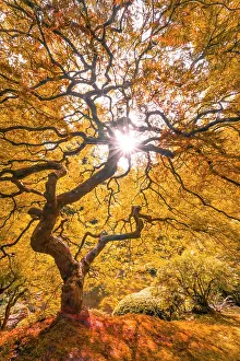 Acer: Downy Japanese Maple (Acer japonicum) with autumn