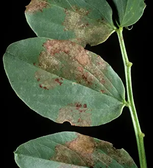 Peronospora: Downy mildew