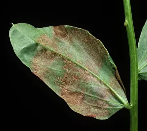 Peronospora: Downy mildew