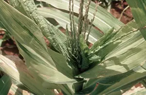 Chlorosis: Downy mildew on Corn