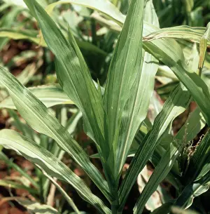 Chlorosis: Downy mildew on Corn