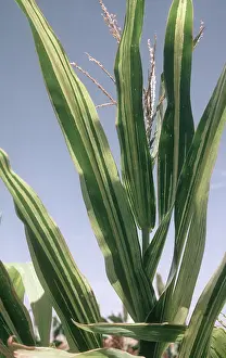 Chlorosis: Downy mildew on Corn