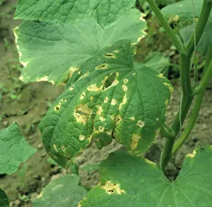 Cucumber: Downy Mildew on Cucumber leaf