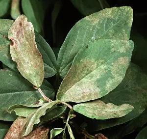 Bean: Downy mildew on Fava Bean