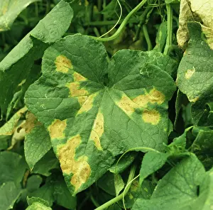 Cucumber: Downy Mildew lesions on Cucumber leaf