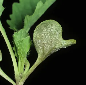 Oilseed: Downy mildew on oilseed rape