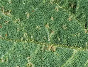 Soya: Downy Mildew (Peronospora manshuriea)