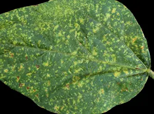 Soya: Downy Mildew (Peronospora manshuriea) on Soy