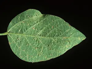 Soya: Downy Mildew on Soybean Leaf