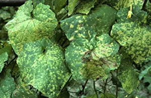 Mildew: Downy mildew on squash