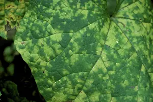 Chlorosis: Downy Mildew on Squash leaf