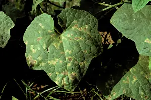 Squash: Downy mildew on Squash leaves