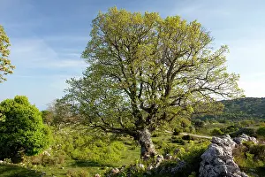 Pubescens: Downy Oak - on flowery limestone pavement area