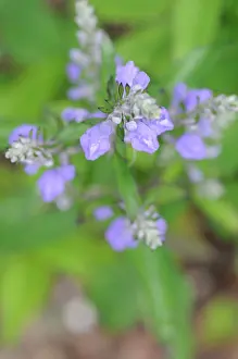 Incana: Downy Skullcap