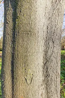 Bark: Downy tree of heaven (Ailanthus vilmoriniana)