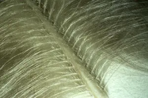 Barb: Downy turkey feather