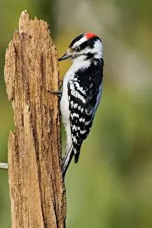 Pubescens: Downy Woodpecker