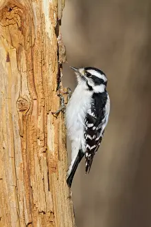 Picoides: Downy Woodpecker