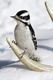 Picoides: Downy Woodpecker