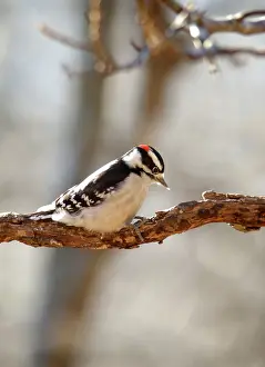 Picoides: Downy Woodpecker